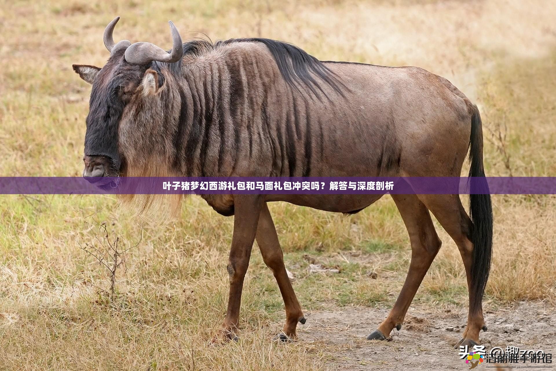 葉子豬夢幻西游禮包和馬面禮包沖突嗎？解答與深度剖析